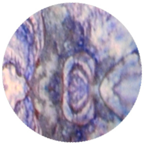 foilset6-option_17.jpg