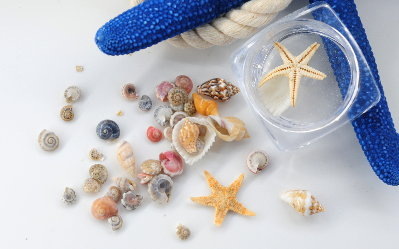 summer-shell-3.jpg