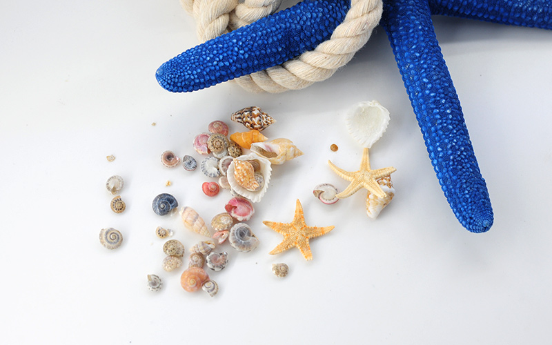 summer-shell-2.jpg