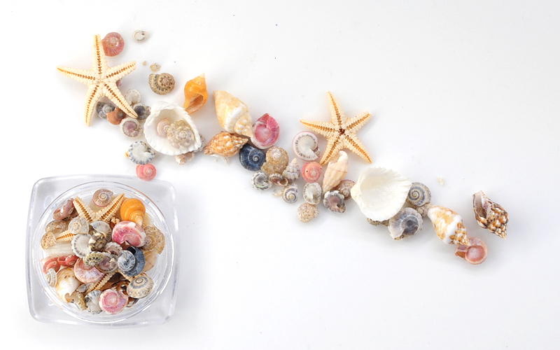 summer-shell-1.jpg