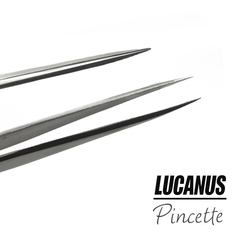 Lucanus-pincette6-2.jpg