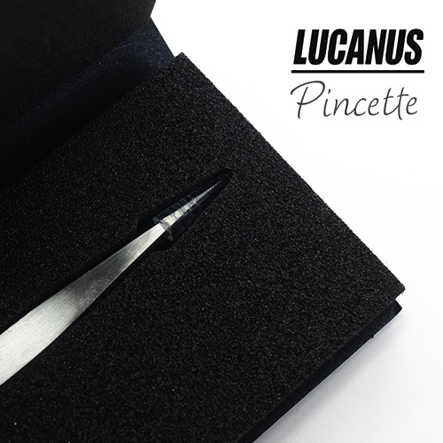 Lucanus-pincette3.jpg