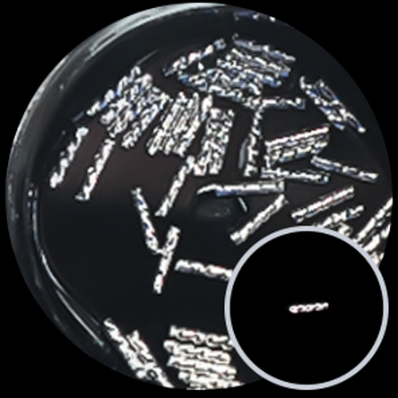 metal12-individual2_09.jpg